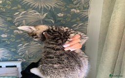 Mixed Breed cats for sale: 6 gorgeous kittens😍Ready Now - Image 3