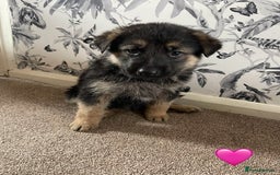 German Shepherd dogs for sale: German shepherd puppies  - Image 28