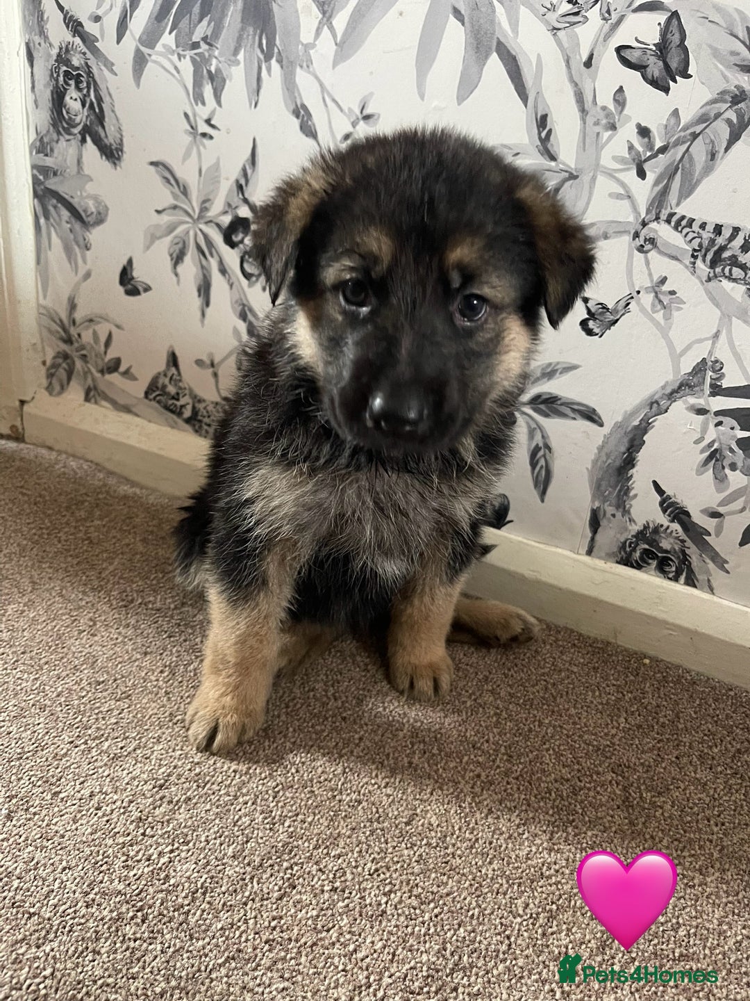 German Shepherd dogs for sale: German shepherd puppies  - Image 28