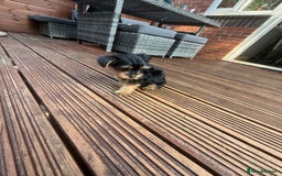 Yorkshire Terrier dogs for sale: Cute  Yorkshire terriers  - Image 3