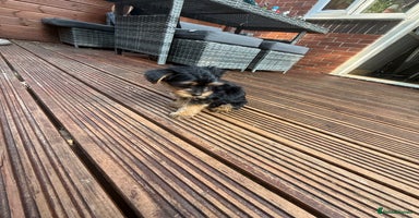 Yorkshire Terrier dogs - Advert 6
