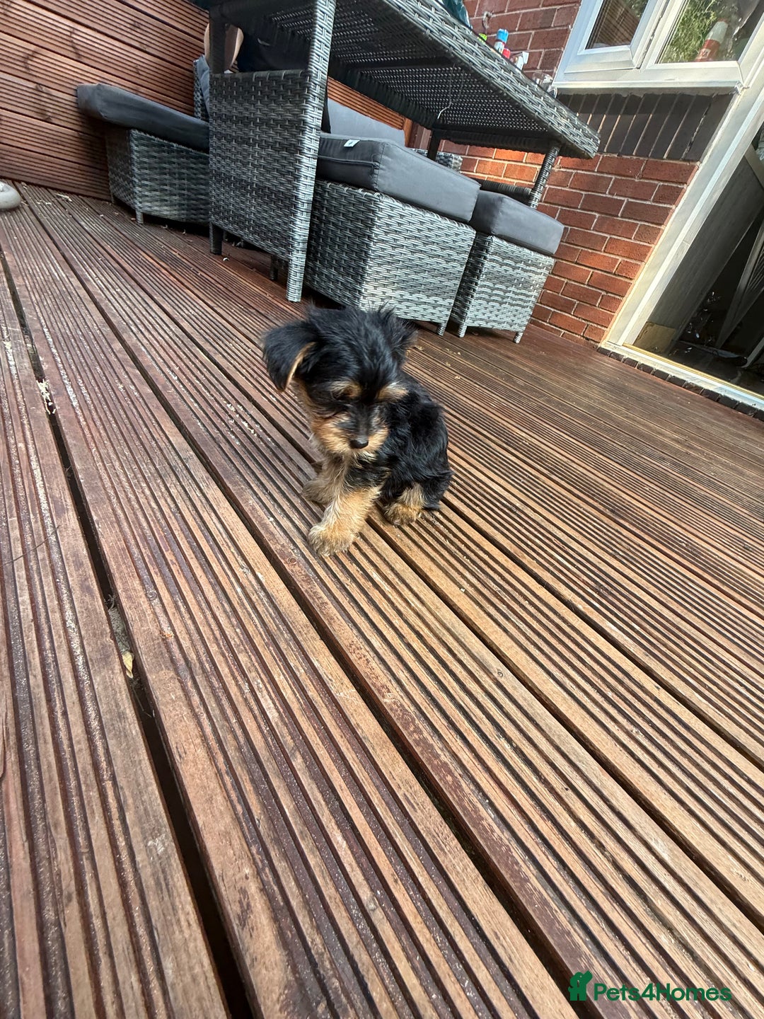 Yorkshire Terrier dogs for sale: Cute  Yorkshire terriers  - Image 3