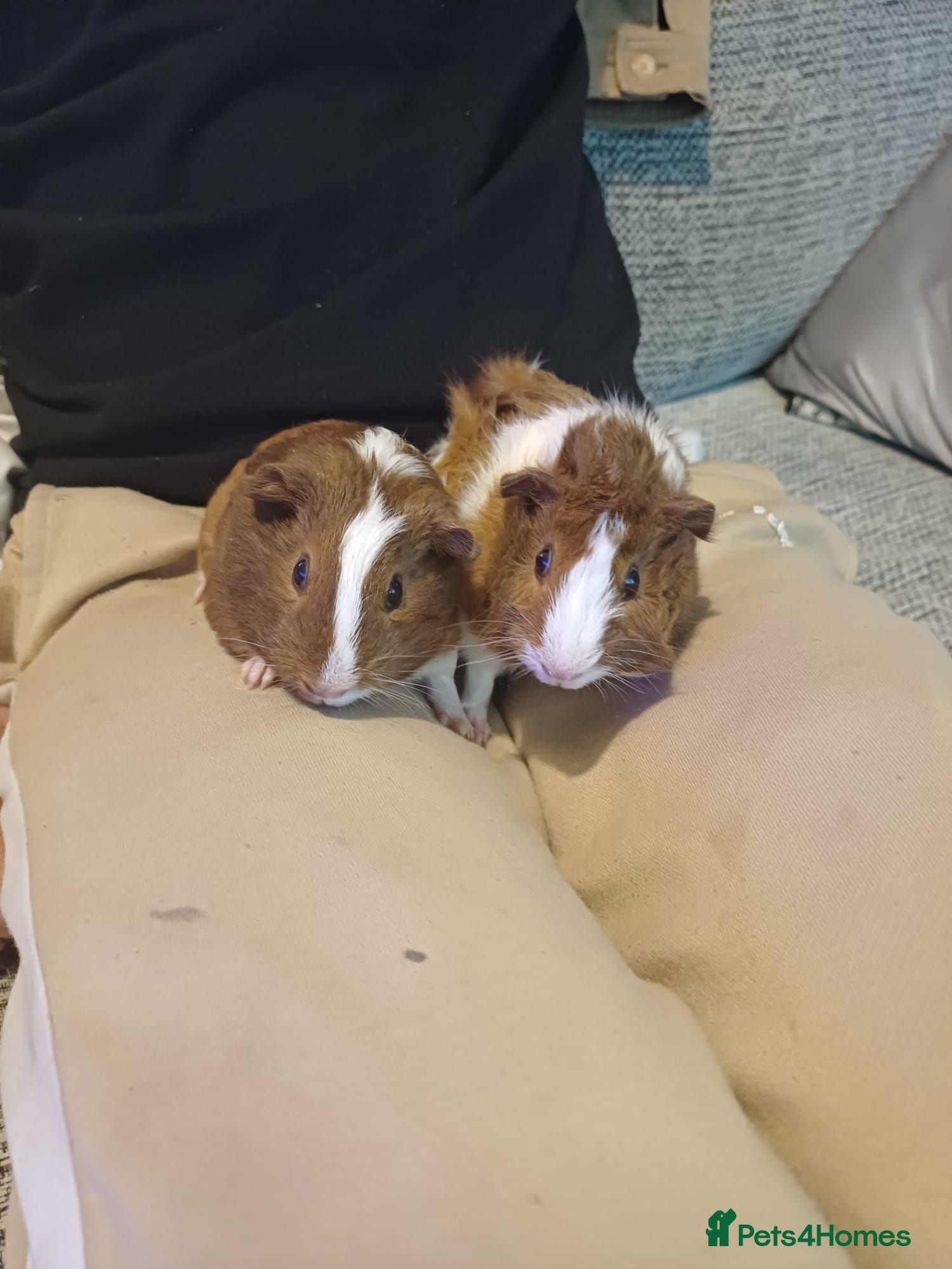 Guinea Pig rodents Two female guinea pigs for sale  - Advert 1