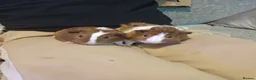 Guinea Pig rodents for sale: Two female guinea pigs for sale  in Chippenham - Advert 1