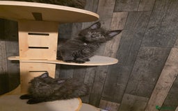 Maine Coon cats for sale: Maine Coon kittens avaliable - Image 24