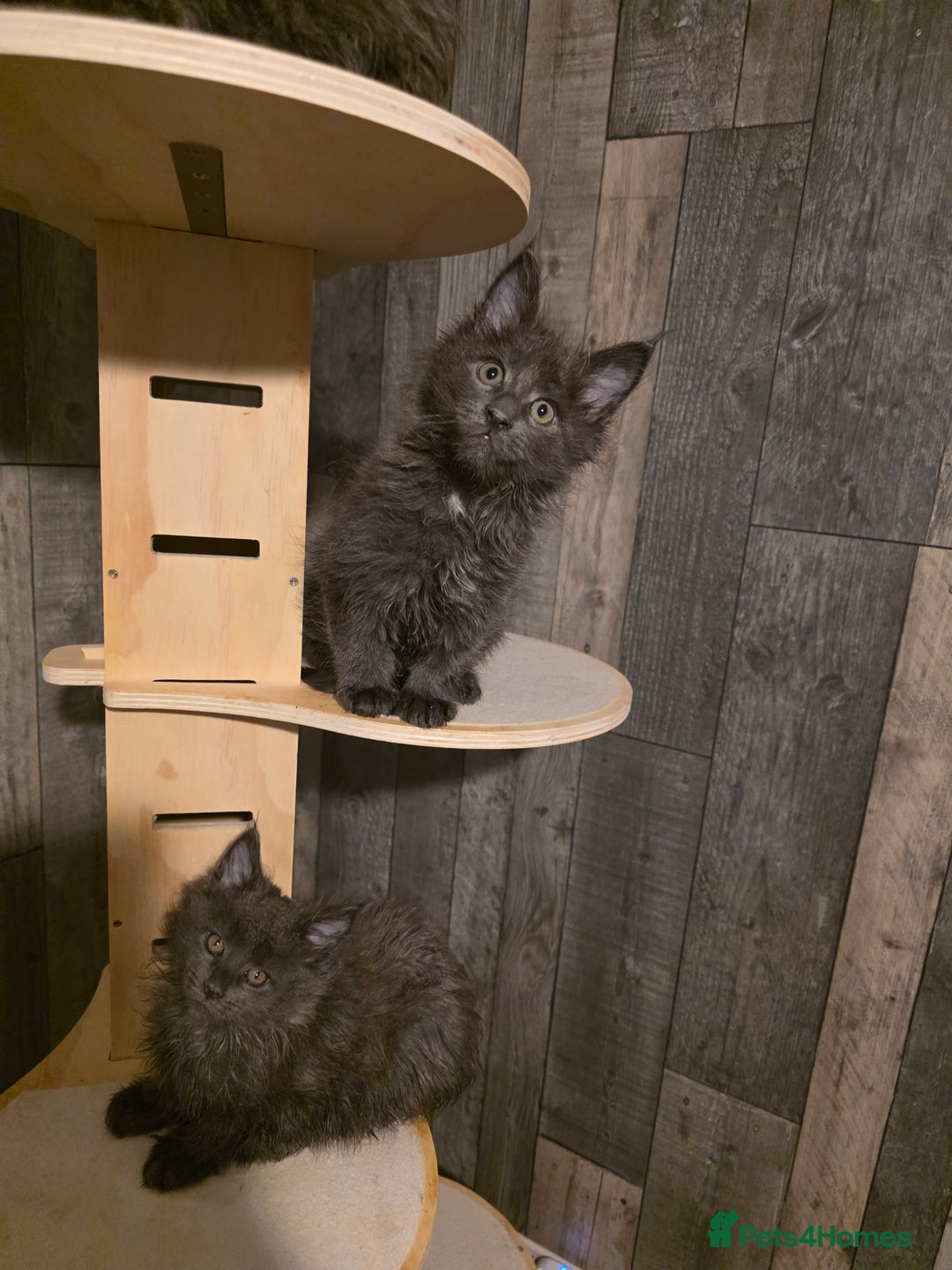 Maine Coon cats for sale: Maine Coon kittens avaliable - Image 24