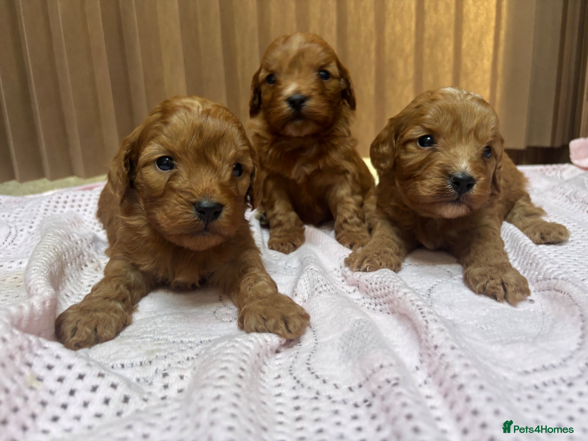 Cockapoo dogs Bella’s beautiful cockapoo puppies - Advert 6