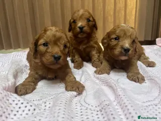 Cockapoo dogs Bella’s beautiful cockapoo puppies - Advert 6
