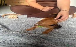 Mixed Breed dogs for sale: Chihuahua puppies £300 - Image 15