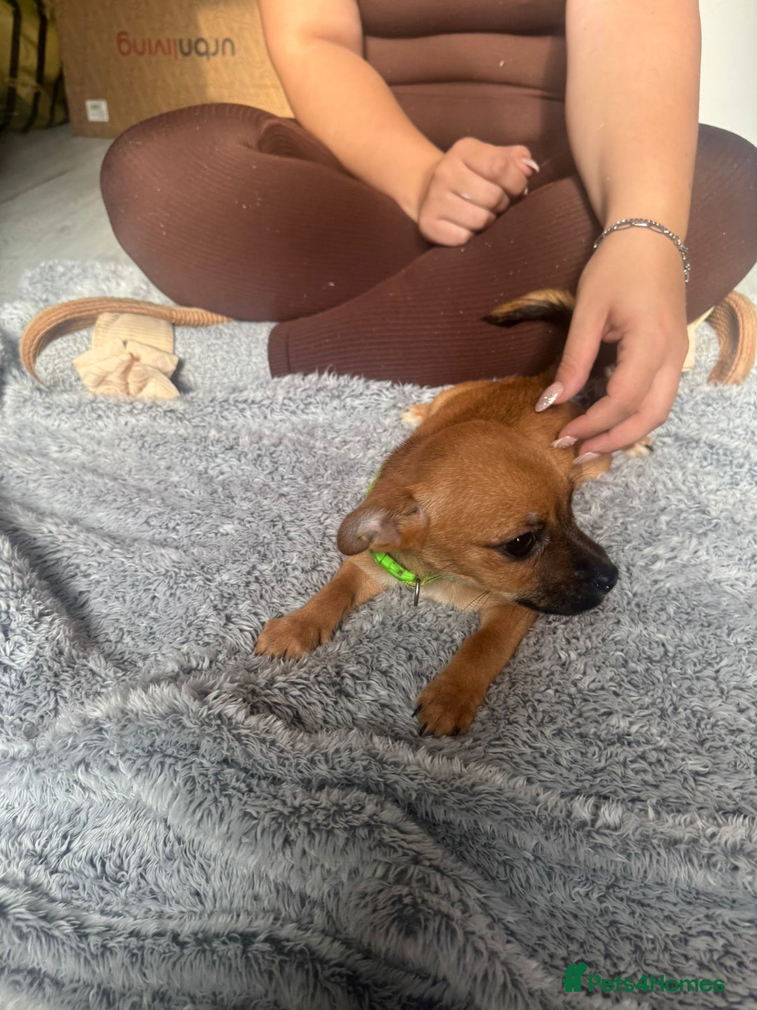 Mixed Breed dogs for sale: Chihuahua puppies £300 - Image 15