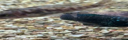 Cichlids fish for sale: Jack Des in Wolverhampton - Advert 5