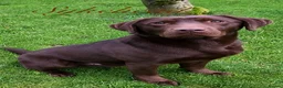 Labrador Retriever dogs for sale: Outstanding choc Labs COI 1% full Health status  in Carlisle - Advert 4
