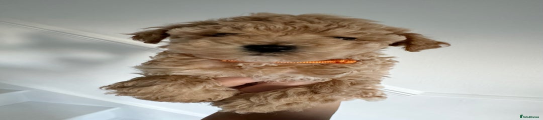 Maltipoo orange girl