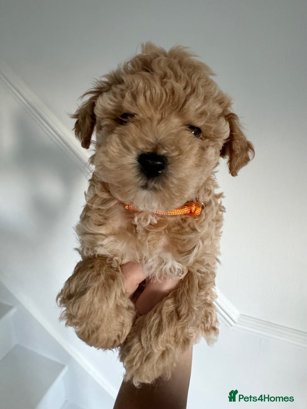 Maltipoo dogs for sale: Stunning Maltipoo puppies - Advert 4