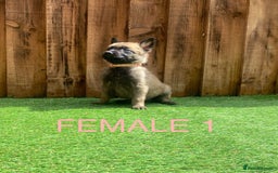 Belgian Shepherd Dog dogs for sale: Beautiful Belgium Malinois pups for sale  - Image 3