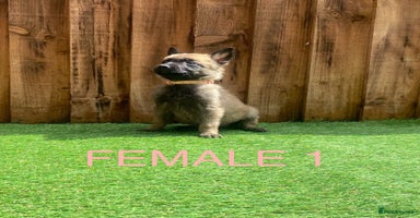 Belgian Shepherd Dog dogs - Advert 11