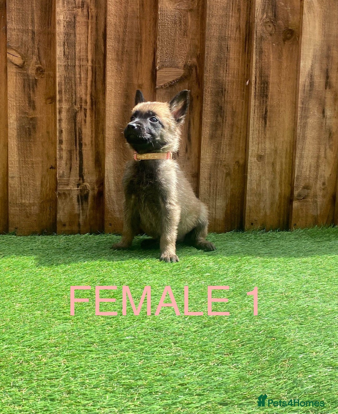 Belgian Shepherd Dog dogs for sale: Beautiful Belgium Malinois pups for sale  - Image 3