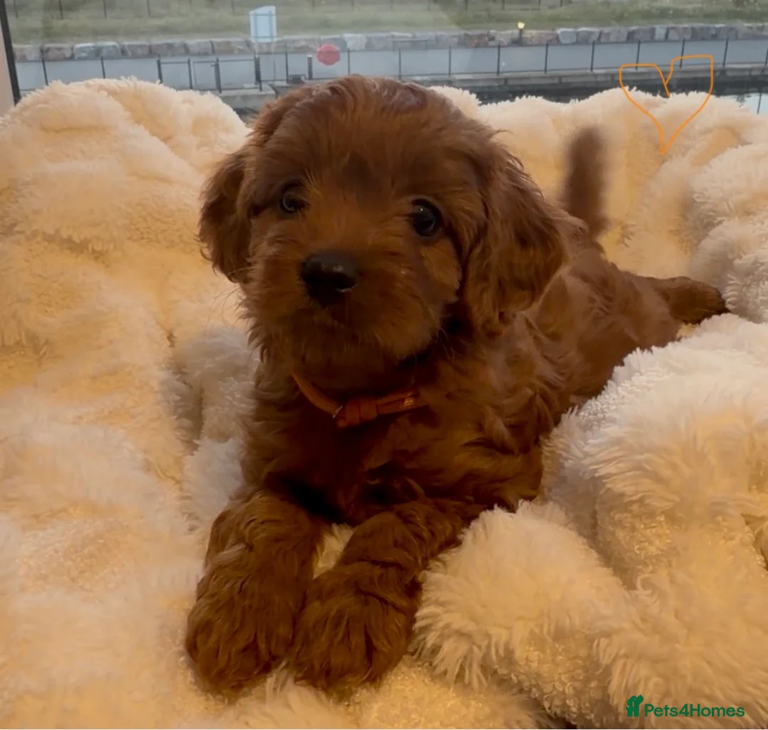 Cavapoo dogs for sale: ✨ TINY Fox Red F1 Cavapoos ✨ - Advert 1