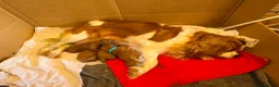 Cavapoo dogs for sale: Specialist Tested F1 Cavappos  - Advert 2
