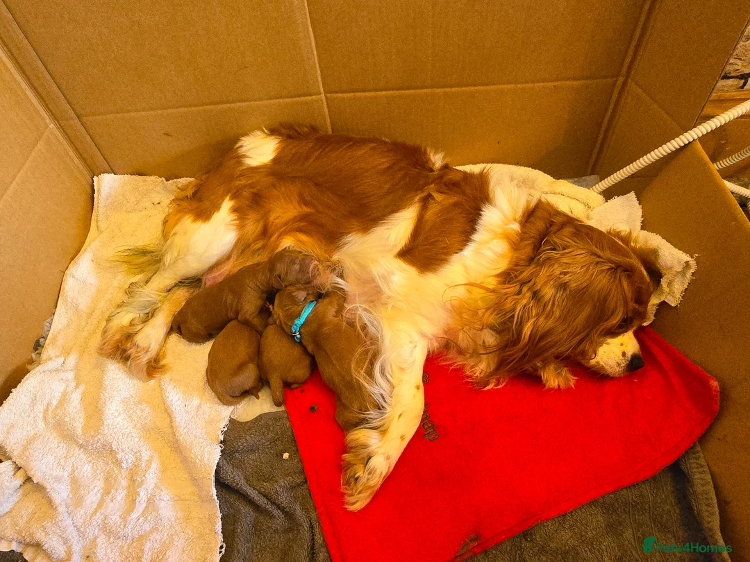 Cavapoo dogs for sale: Specialist Tested F1 Cavappos  - Advert 2