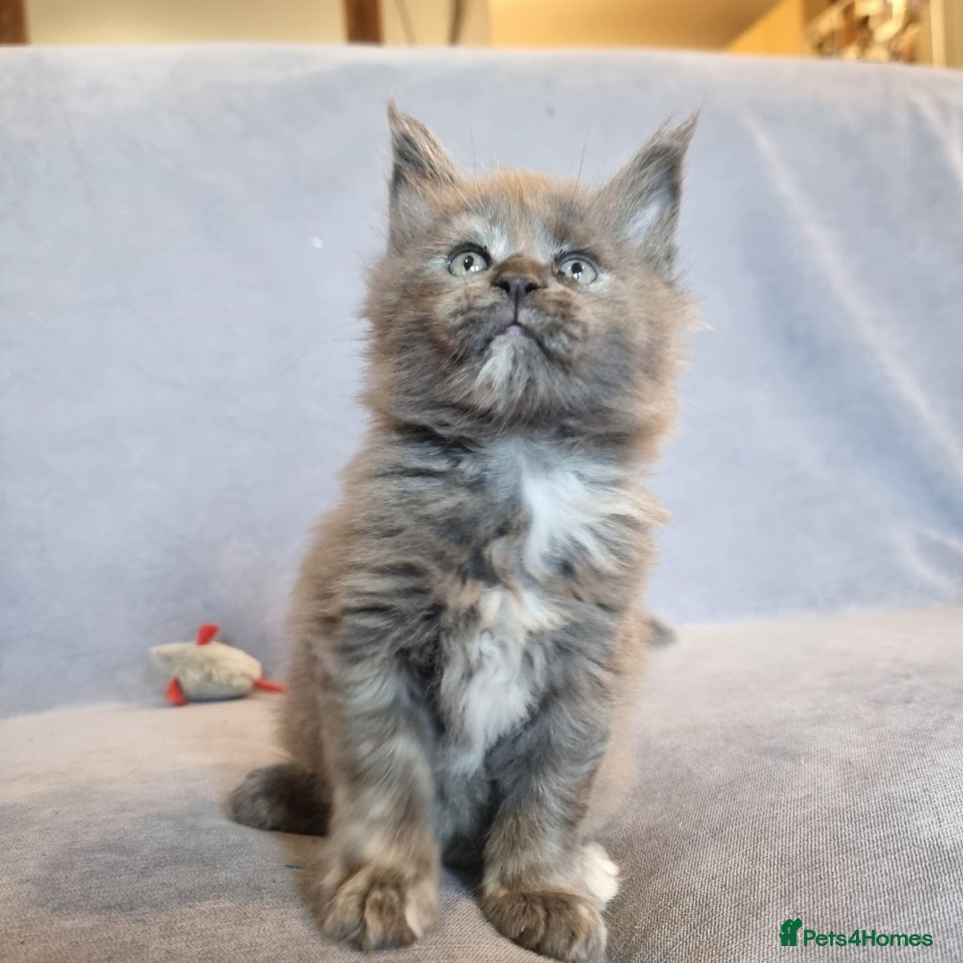 Maine Coon cats for sale: Gorgeous TICA register kittens - Advert 8