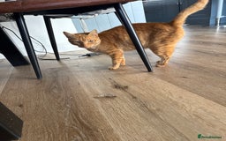 Mixed Breed cats for sale: 3 ginger girls 1 ginger boy kittens  - Image 1