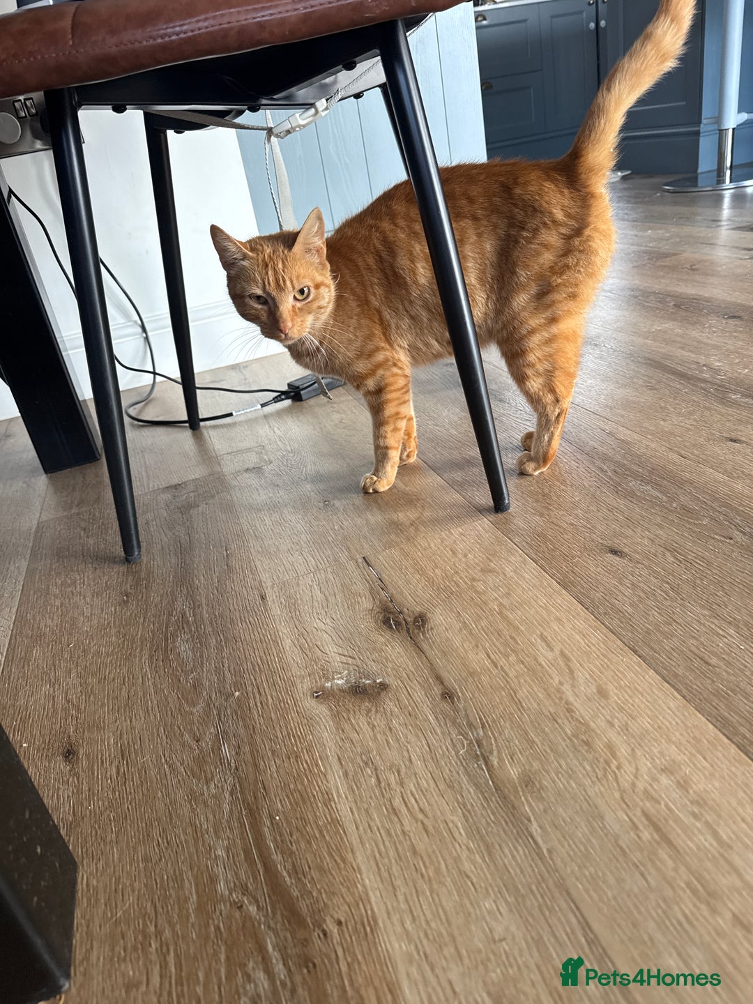 Mixed Breed cats for sale: 3 ginger girls 1 ginger boy kittens  - Image 1
