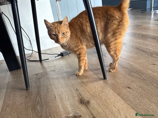 Mixed Breed cats - Advert 10