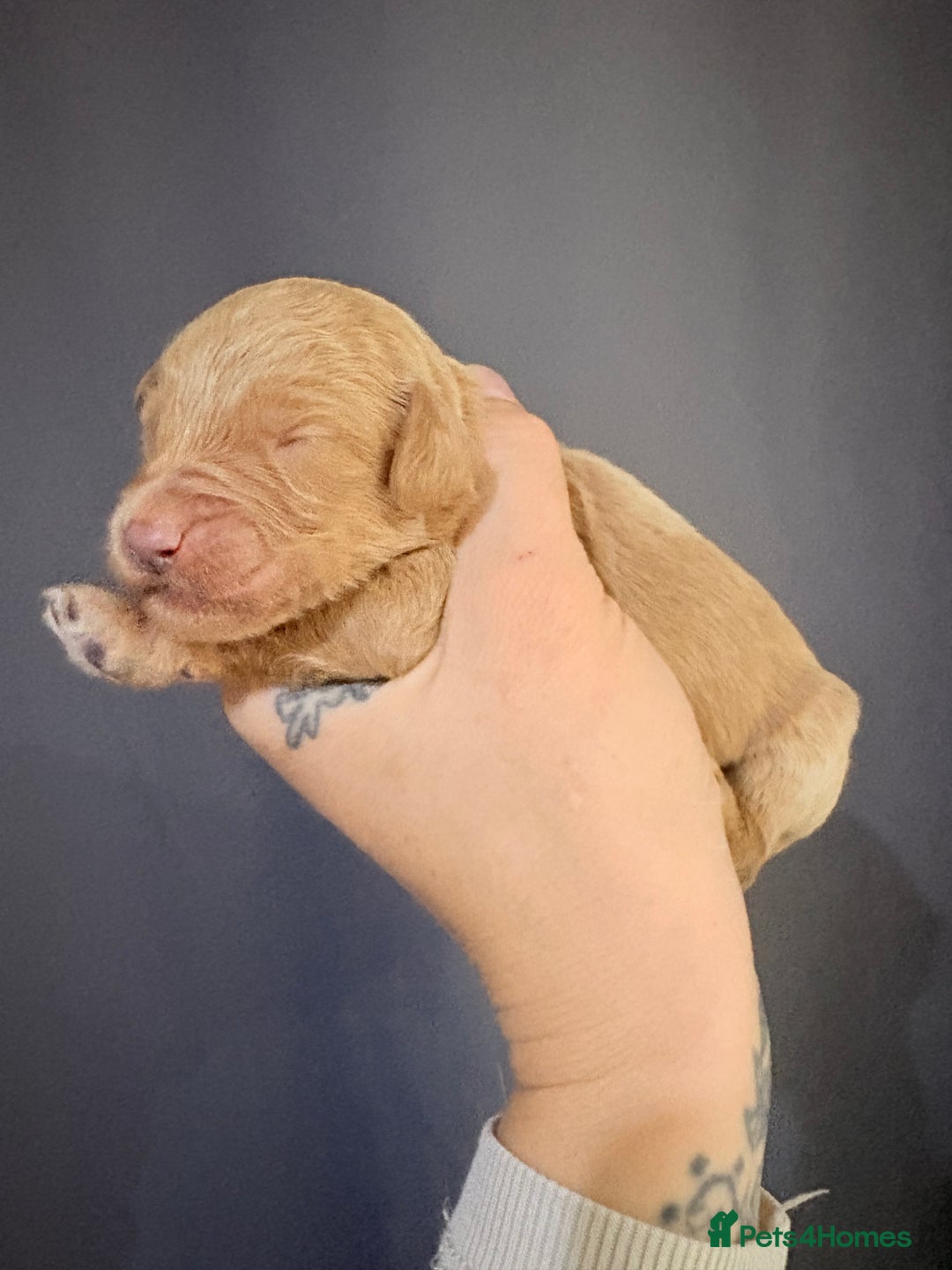 Goldendoodle dogs for sale: Superb litter of Mini Goldendoodle puppies  - Image 12