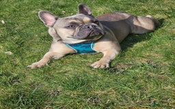 French Bulldog dogs for sale: Lovely French Bulldog  - Image 2