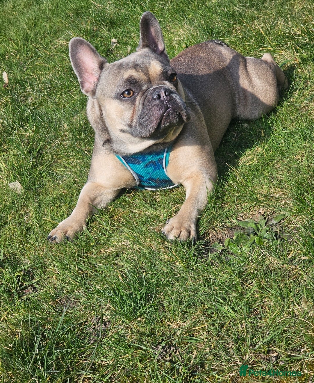 French Bulldog dogs for sale: Lovely French Bulldog  - Image 2