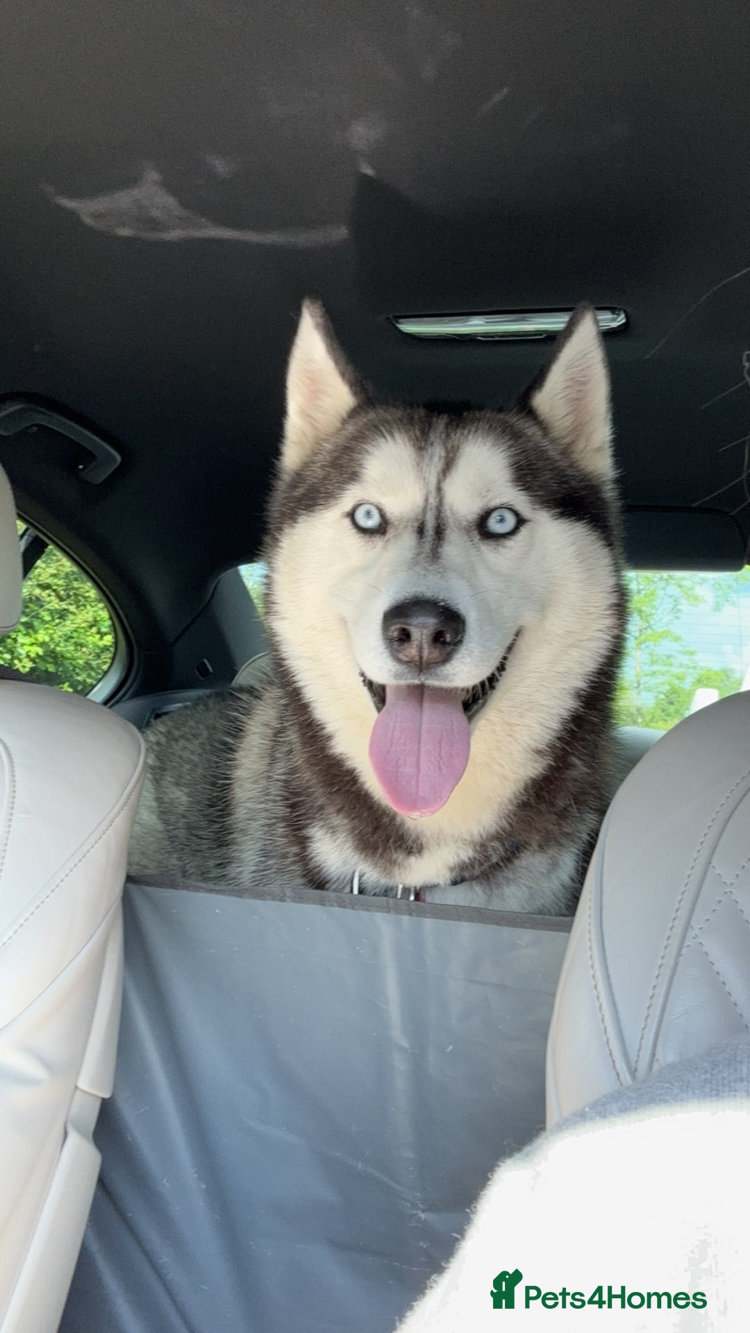 Siberian Husky dogs for sale: Dog Minder for one year to Siberian Husky - Advert 2