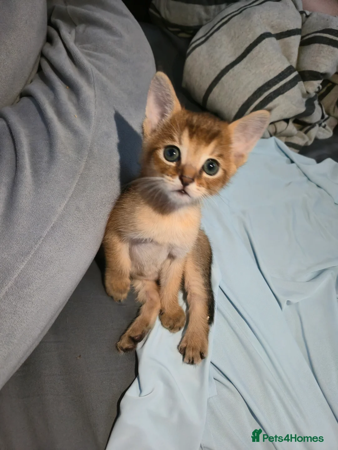 Chausie cats for sale: CHAUSIE F6  - Advert 1