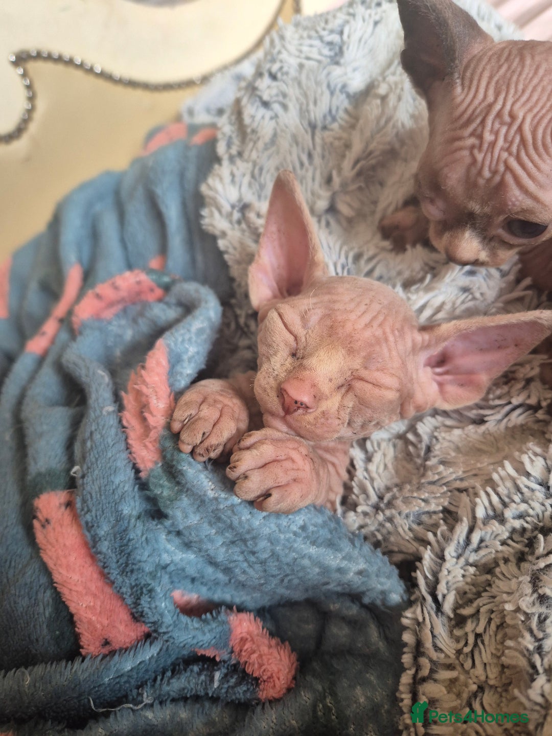 Sphynx cats for sale: Stunning bambino sphynx kittens shortleg and long - Image 11
