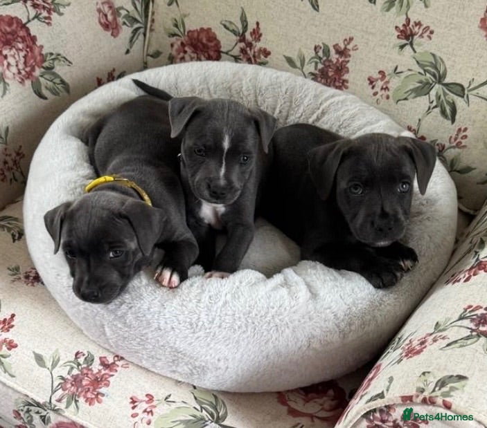 Staffordshire Bull Terrier dogs KC reg Blue staffordshire bull terrier puppies - Advert 8