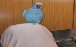 Ringnecks birds for sale: Beautiful female ringneck parakeet  - Image 6