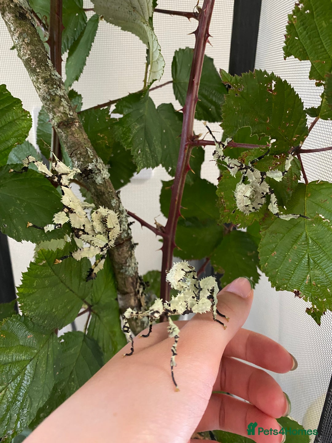 Stick Insects invertebrates for sale: Rare Lichen Morph Giant Prickly Stick Insects X5 - Image 2