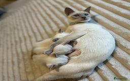 Ragamese cats for sale: Ragamese lilac kittens - Image 2