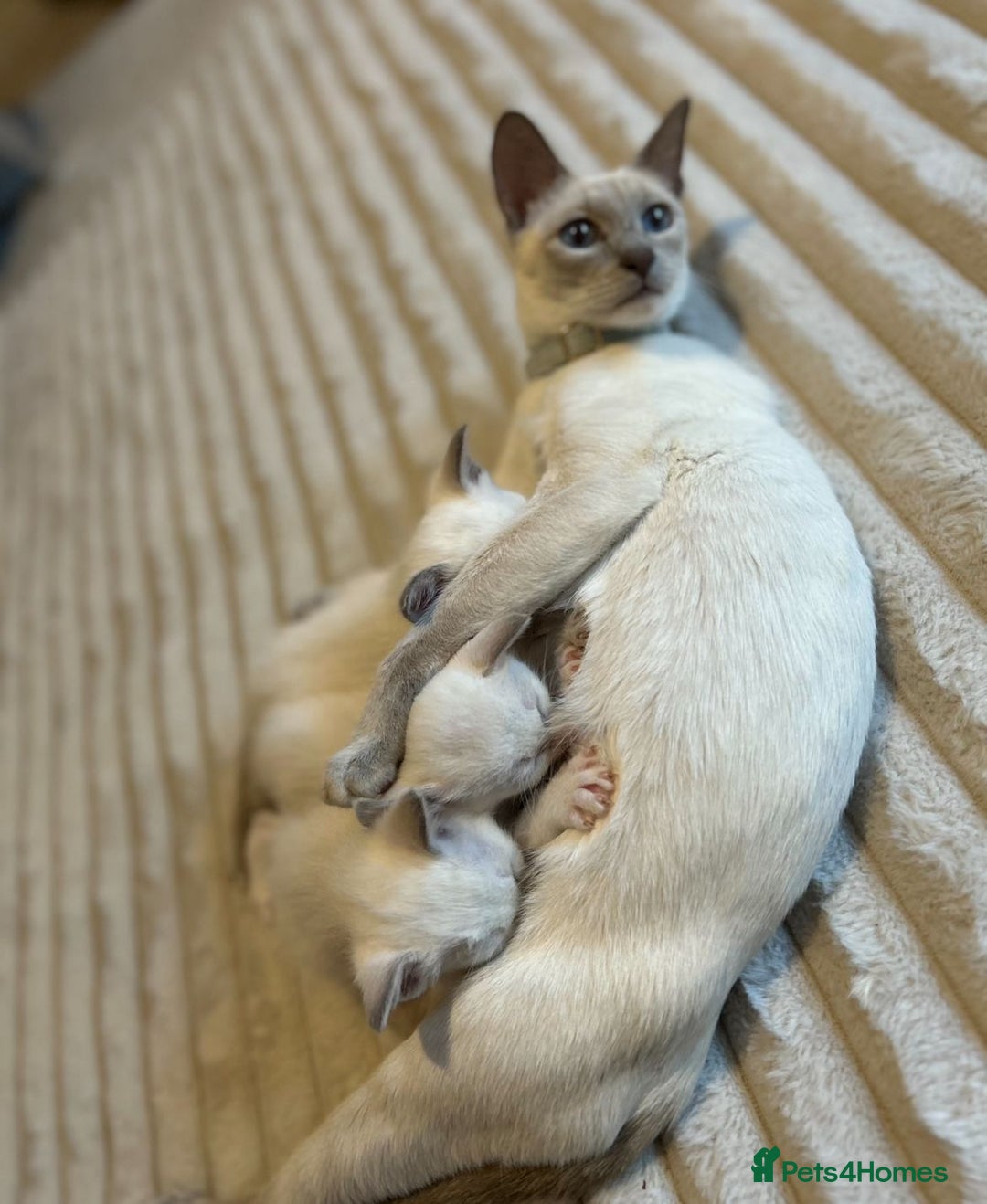 Ragamese cats for sale: Ragamese lilac kittens - Image 2