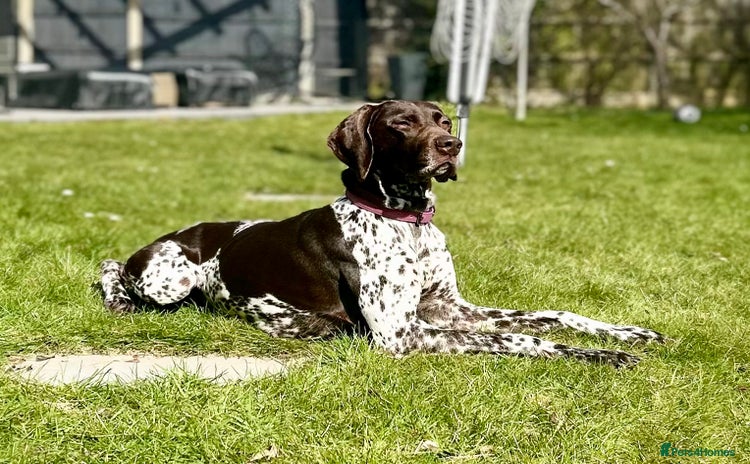 German Shorthaired Pointer dogs - Advert 1