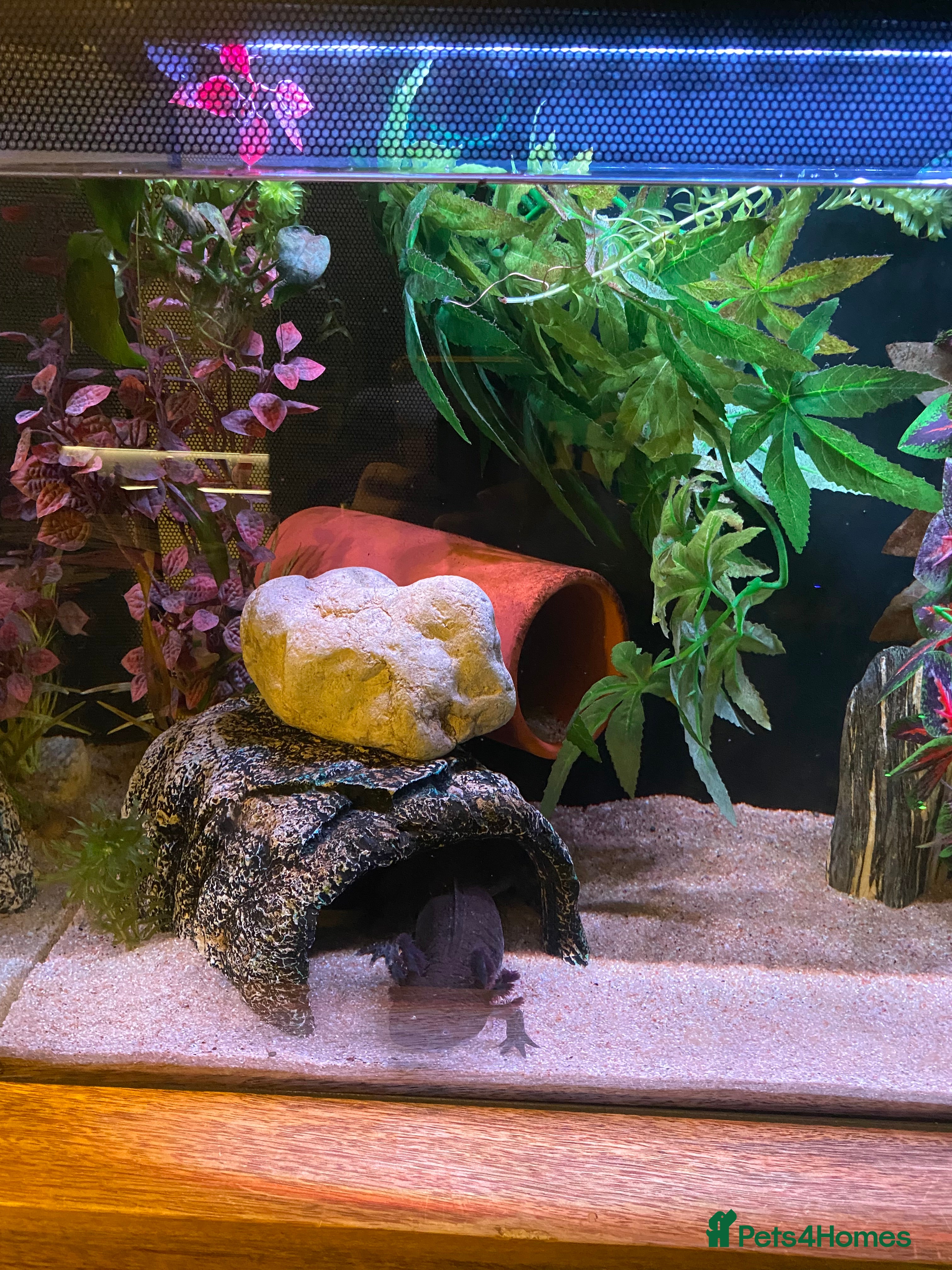 Axolotl reptiles Pair of breeding axolotls  - Advert 2