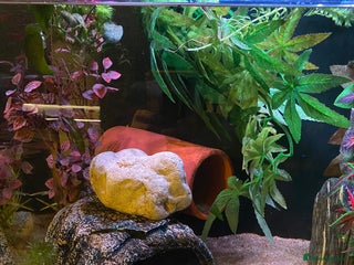 Axolotl reptiles Pair of breeding axolotls - Advert 2