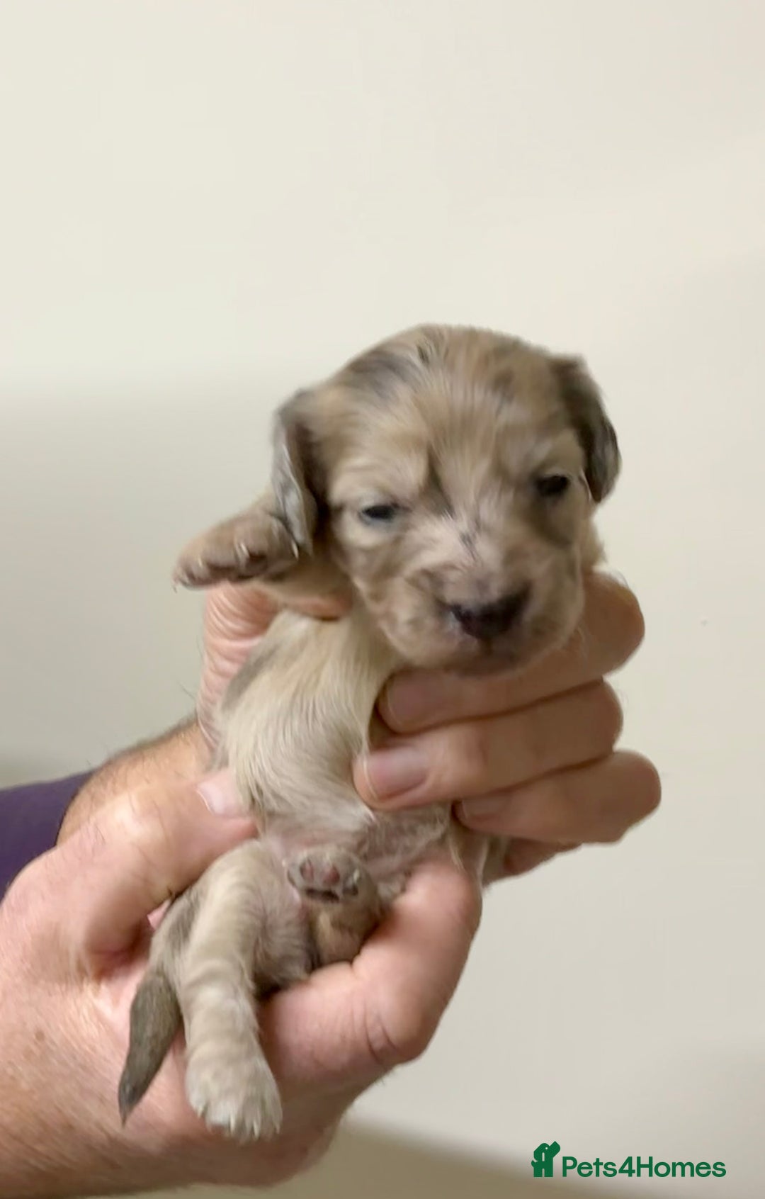 Miniature Dachshund dogs for sale: KC reg mini longhaired dachshund pups - Advert 19