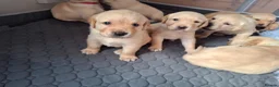 Labrador Retriever dogs for sale: Golden labrador retriever  in Huntingdon - Advert 6