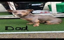 Jack Russell dogs for sale: Jack Russell puppies for sale  - Image 5