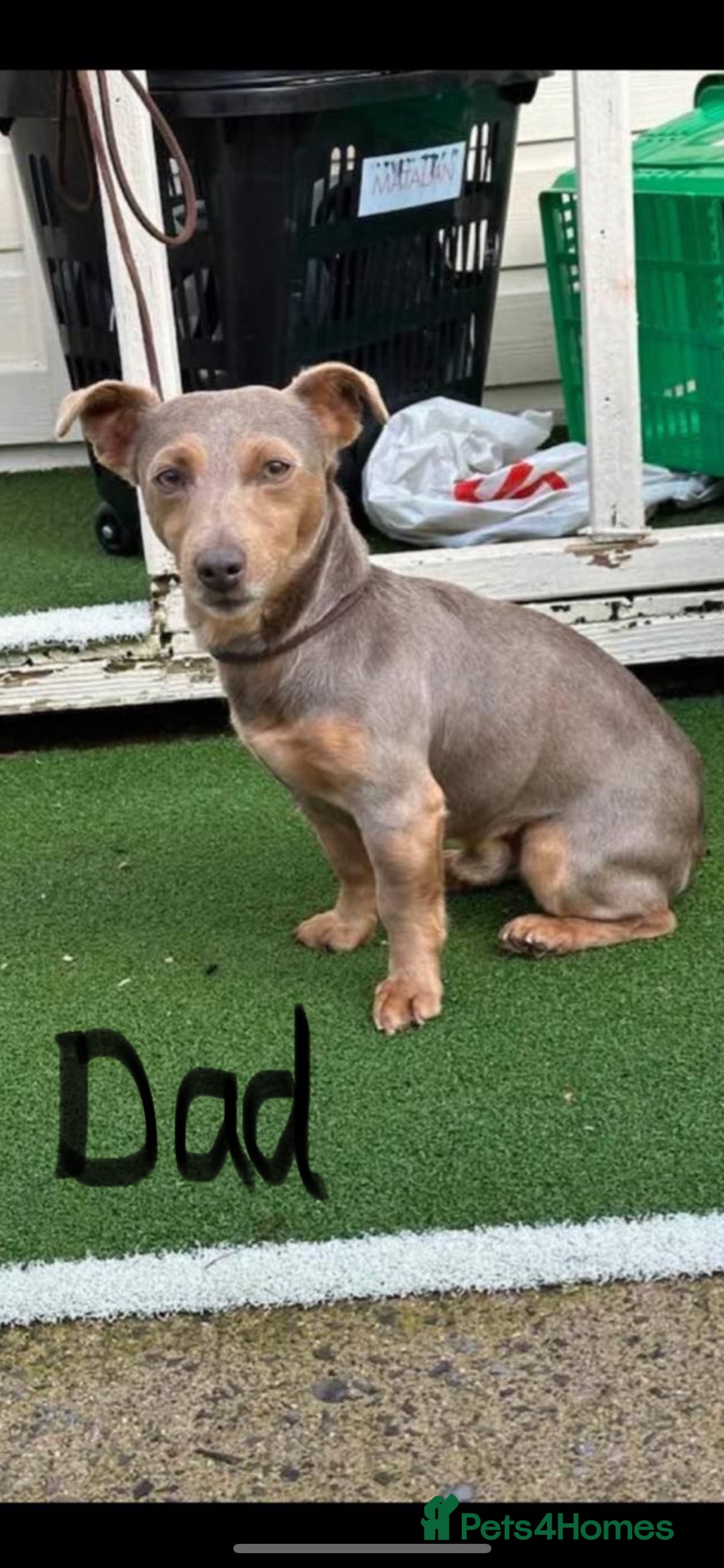Jack Russell dogs for sale: Jack Russell puppies for sale  - Image 5
