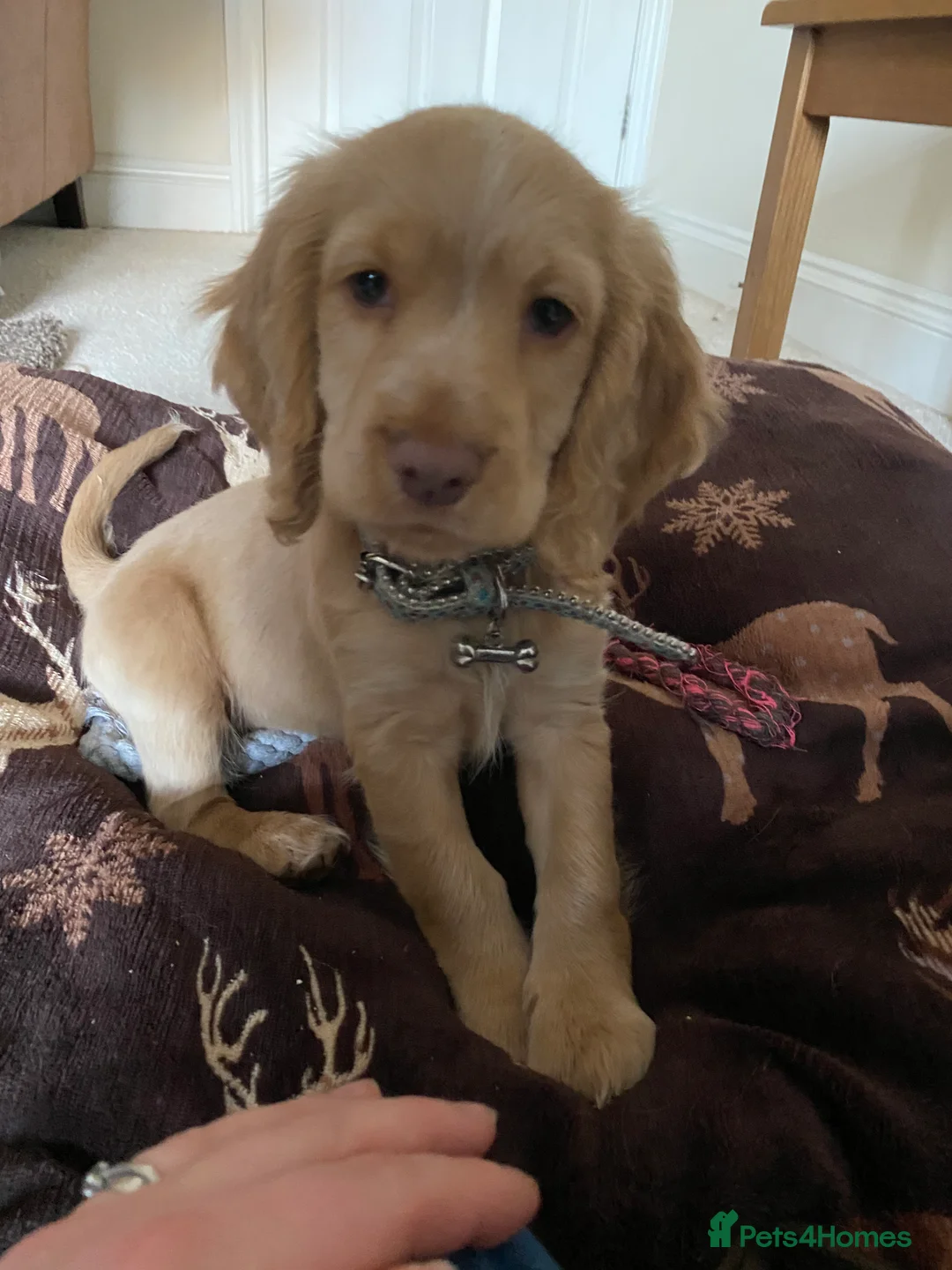 Cocker Spaniel dogs for sale: Cocker Spaniel girl looking for an amazing home - Advert 8