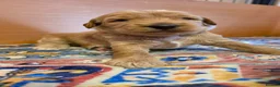 Australian Labradoodle dogs for sale: Multigeneration Australian Labradoodle  - Advert 14