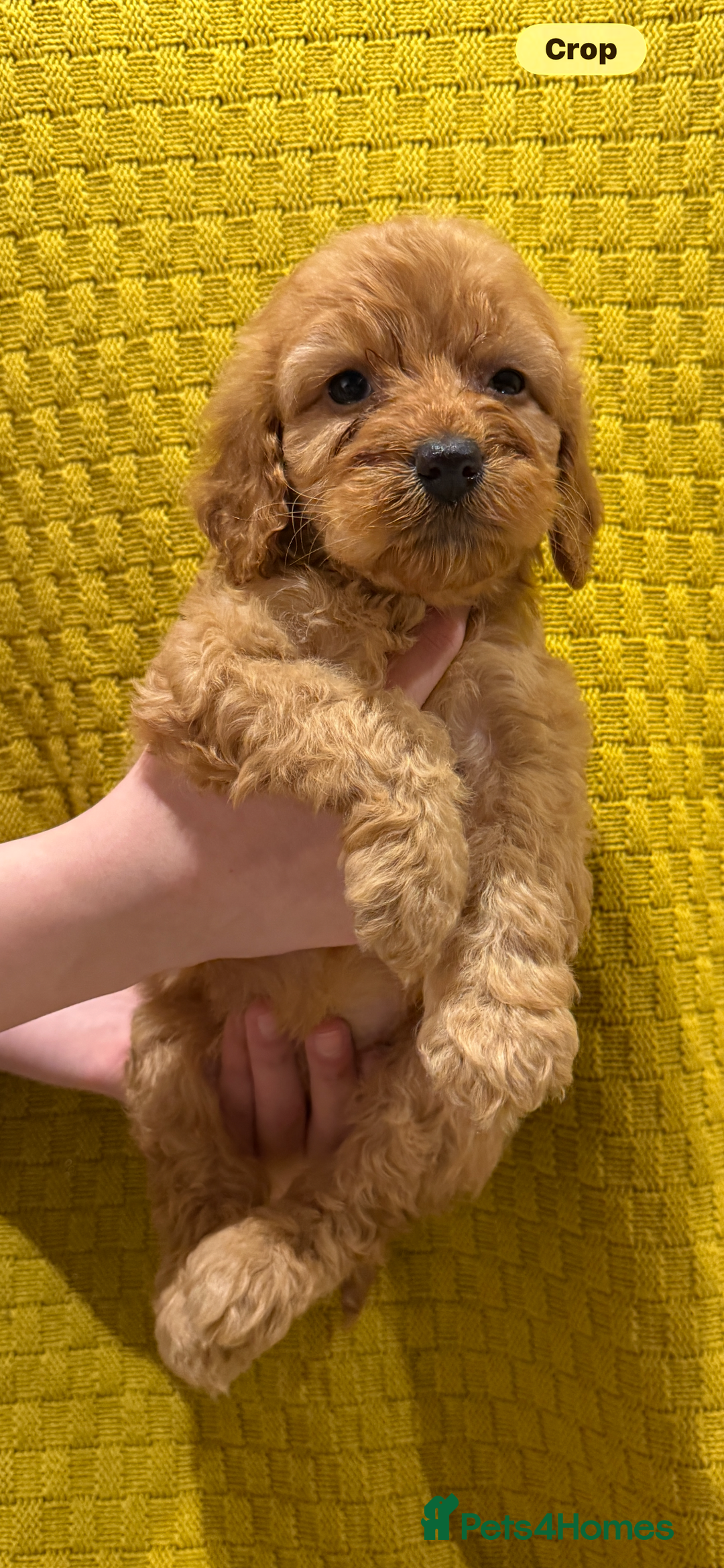 Cockapoo dogs for sale: 4 beautiful cockapoo puppies available  - Advert 4