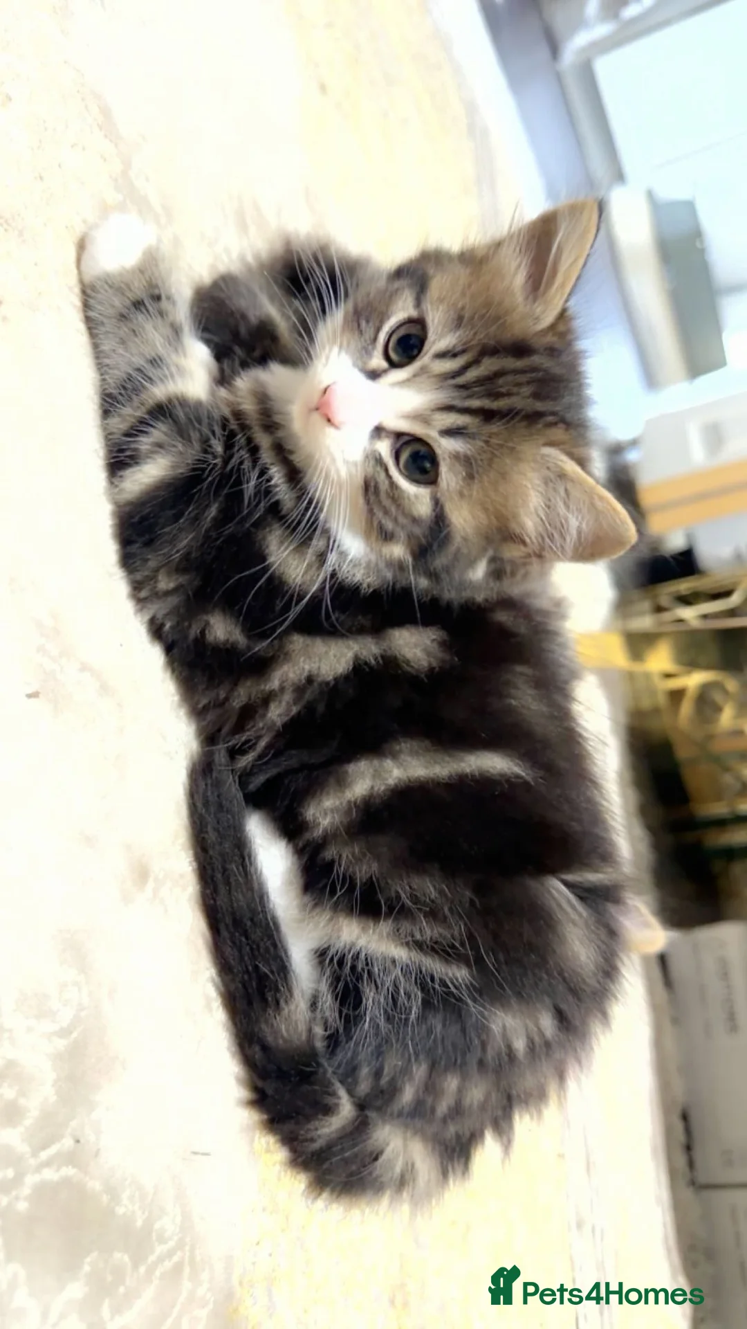 British Shorthair cats for sale: Kitten  - Advert 26